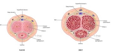 The profound association between the issue of ED and hypertension