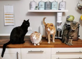 How to Keep Cats at Counters and Kitchen Tables?