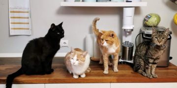 How to Keep Cats at Counters and Kitchen Tables?