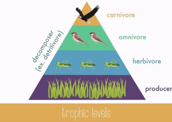 Trophic Level
