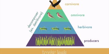 Trophic Level