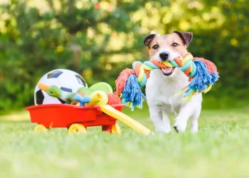 TOYS FOR DOGS CAN BE MORE USEFUL THAN YOU THINK