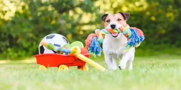 TOYS FOR DOGS CAN BE MORE USEFUL THAN YOU THINK