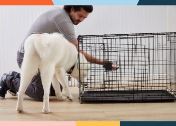 What Types of Dog Kennels Are Best for Animal Shelters?