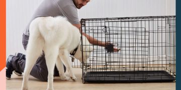 What Types of Dog Kennels Are Best for Animal Shelters?