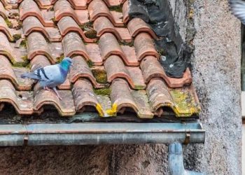 How to Remove Pigeons From Your Roof