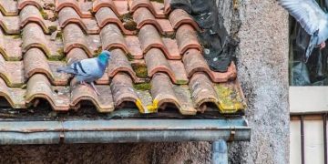 How to Remove Pigeons From Your Roof