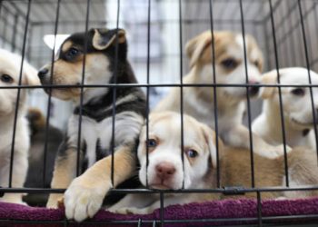 What Types of Holding Cages Are Available for Animal Shelters?