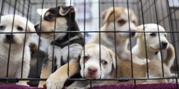 What Types of Holding Cages Are Available for Animal Shelters?