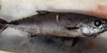 Are you wondering what is escolar?