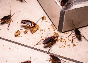 The Most Effective Way to Remove Lakeville Roaches
