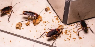 The Most Effective Way to Remove Lakeville Roaches