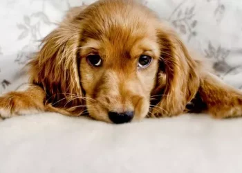 7 Things to Consider Before Monetizing Your Dog’s Videos 