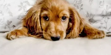 7 Things to Consider Before Monetizing Your Dog’s Videos 